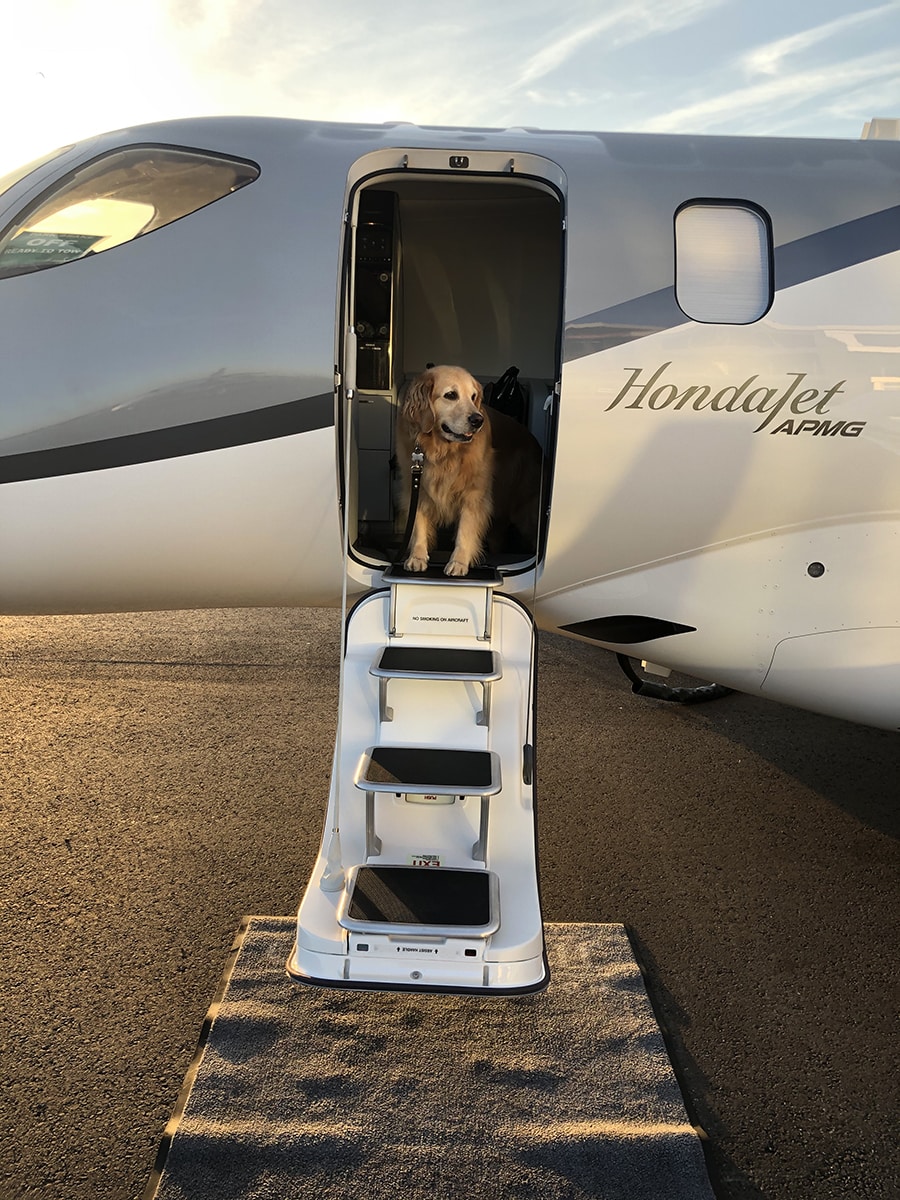 Lilly Pilot Our Beloved Co-Pilots Lily & Boo